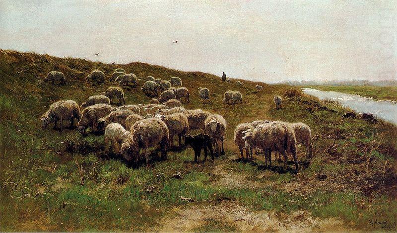 Sheep on a dyke, Mauve, Anton